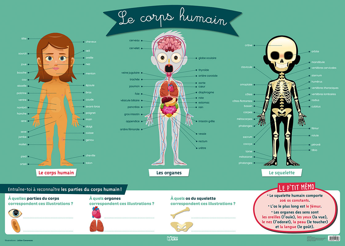 Anatomie Du Corps Humain Homme